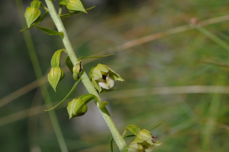 helleborine  Apuane